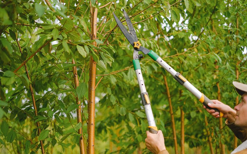 Tree trimming in Jayuya, PR